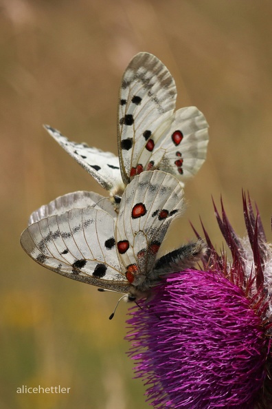 Roter Apollo (Parnassius apollo)